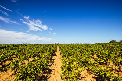 丰德酒业 以全球视野引领酒业进出口贸易新篇章